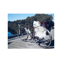 Wayward Frameset Cape York DISC Brake Small Copper